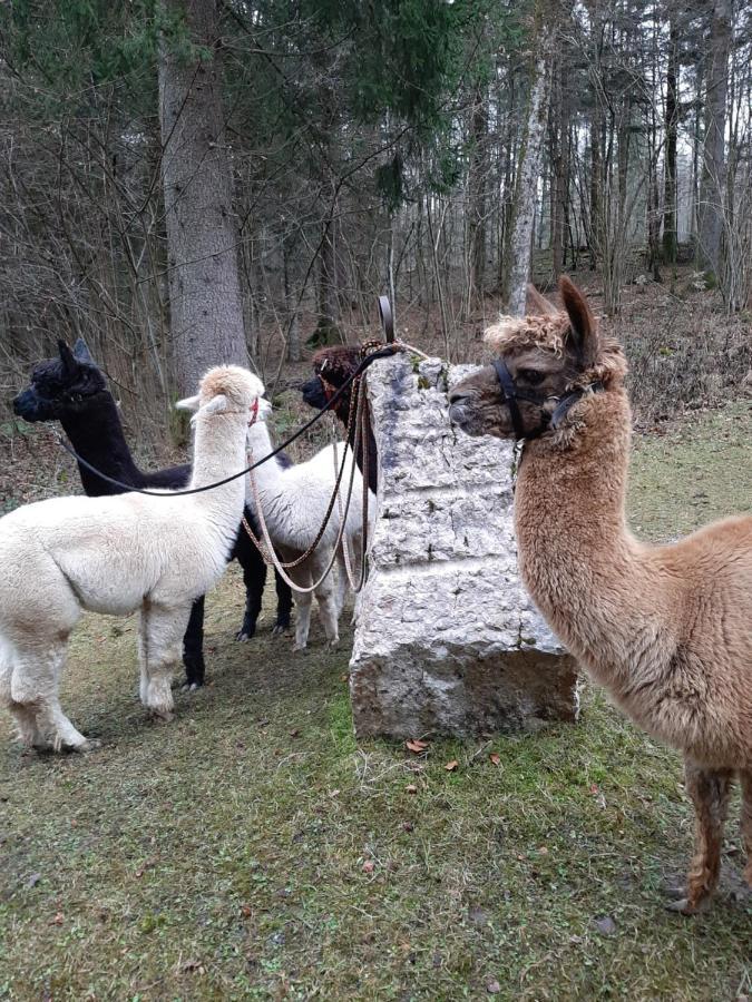 Ferienwohnung Manuela Adnet Esterno foto